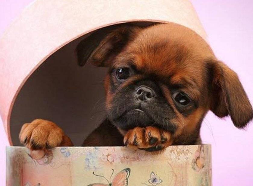 Пти брабансон. о породе собак: описание породы пти брабансон, цены, фото, уход