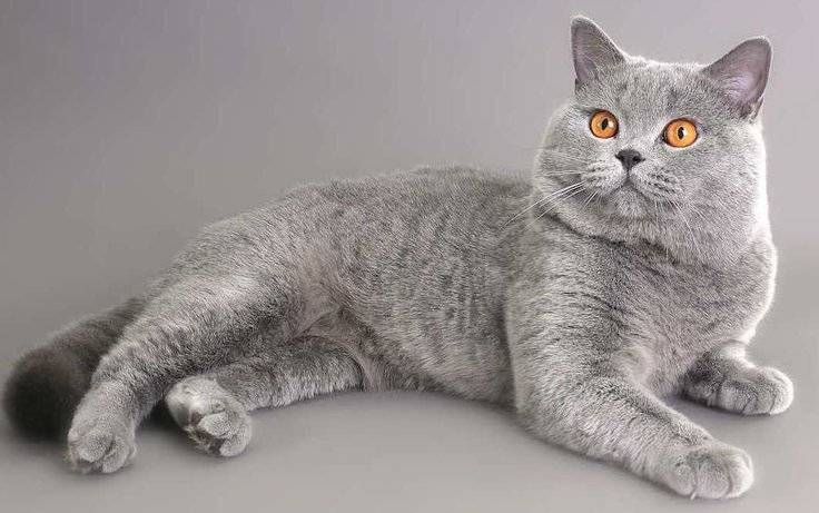 Серые британские коты (20 фото): описание прямоухих кошек. как содержать британского котенка светло-серого и темно-серого окраса?