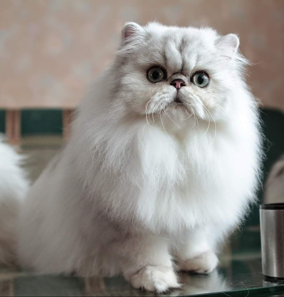 Кошка серебристая шиншилла (32 фото): описание котят серебряного окраса. характер котов породы серебристая шиншилла