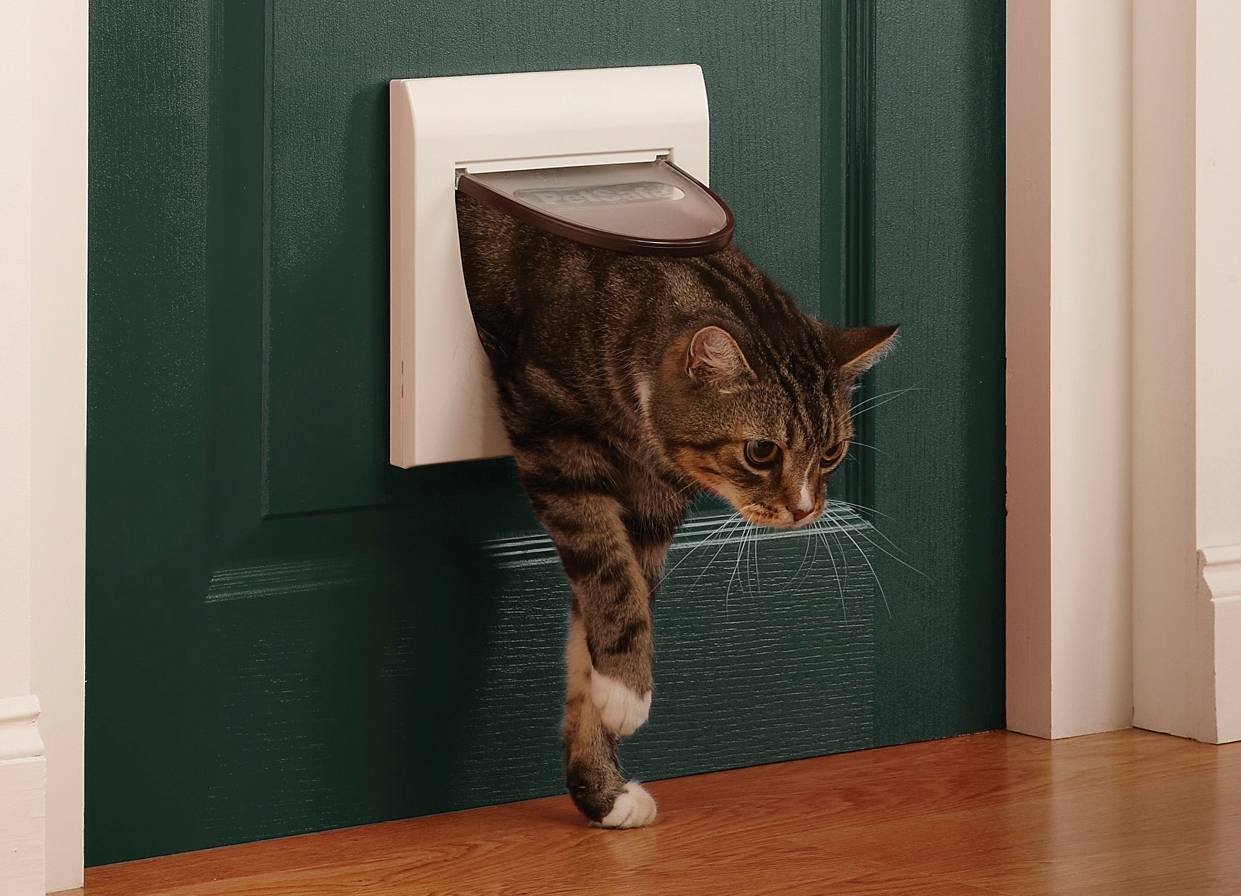 Дверца для кошки в туалет и другие комнаты: как сделать своими руками