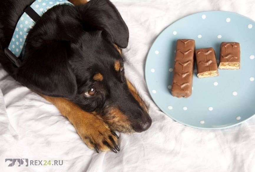Почему собакам нельзя сладкое | можно ли давать