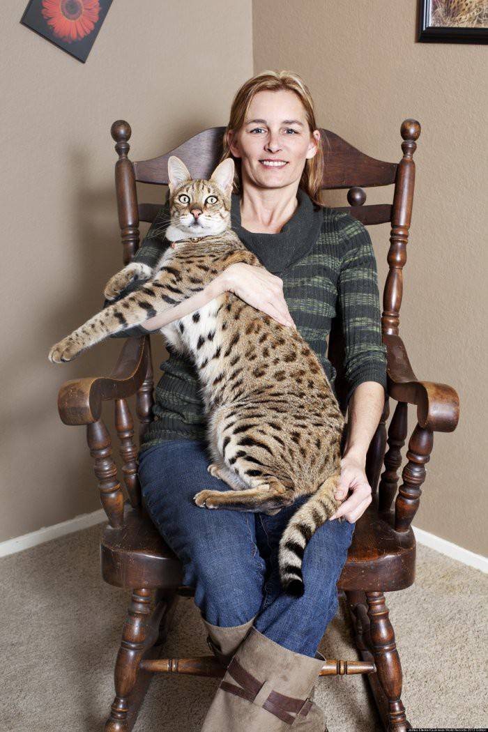 Самые крупные породы кошек. самые большие кошки в мире