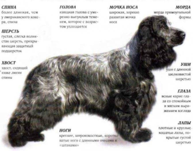 Русский спаниель уход, содержание и характеристика породы (+фото собаки)