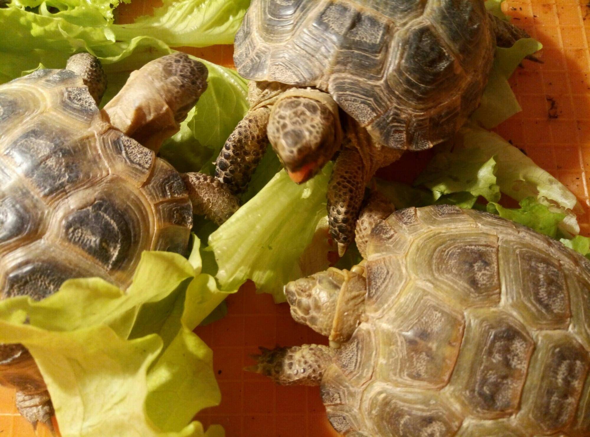 Как правильно содержать и ухаживать за сухопутной черепахой в домашних условиях