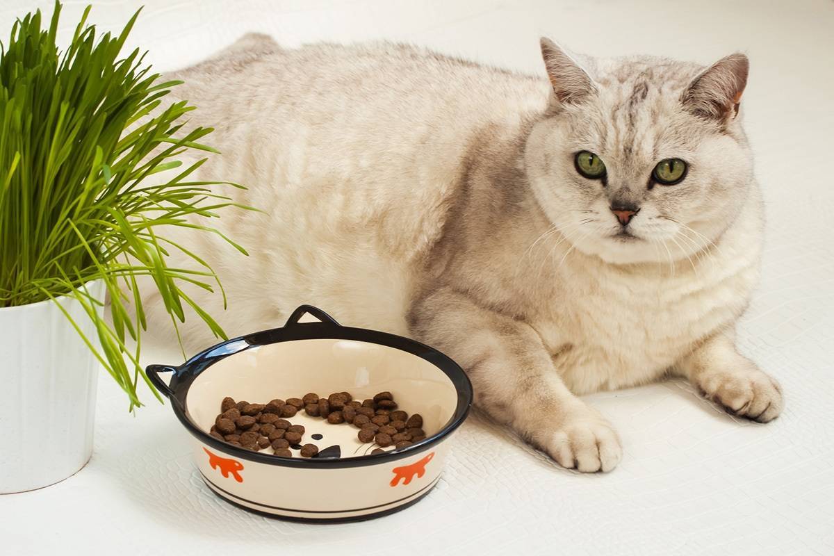 Почему у кошек случается ожирение? основные причины избыточного веса | блог ветклиники "беланта"