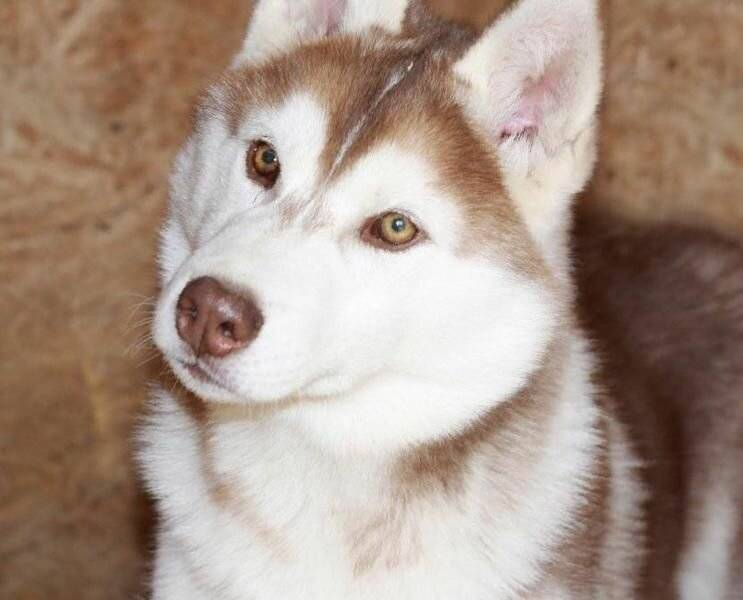 Список пород собак с красивыми голубыми глазами с описанием внешности