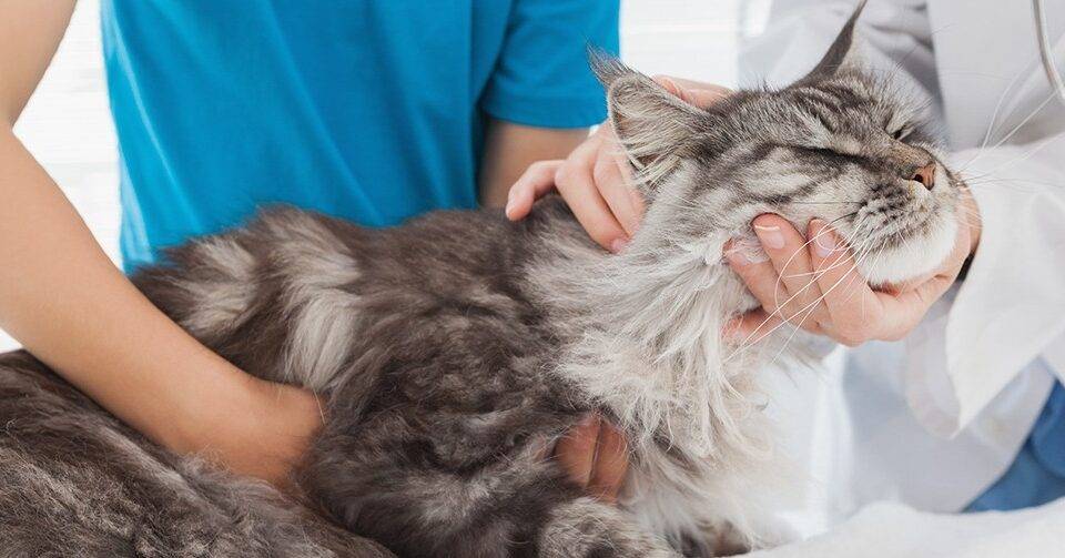 Лечение асцита у кошек