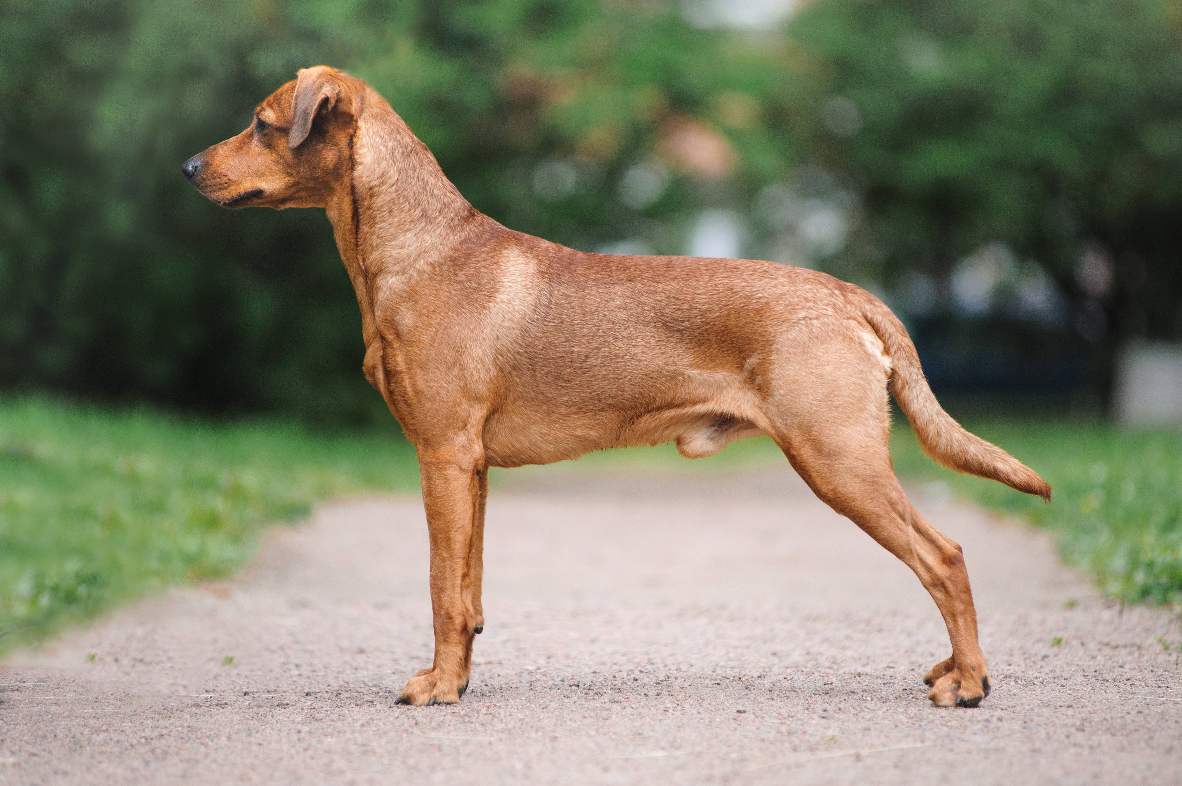 Пинчеры: 5 породы собак, которые входят в группу с описанием и фото.