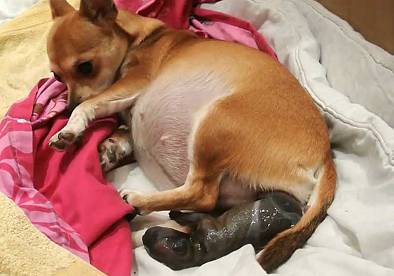 Вязка той-терьера: сколько длится течка у суки, как протекает беременность, как принять роды у собаки, когда нужна стерилизация?
