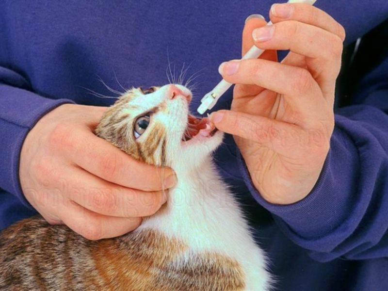 Сахарный диабет у кошек и котов