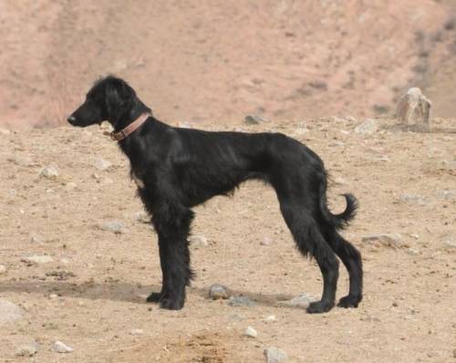 Тайган: собака родом из киргизии, уход и содержание