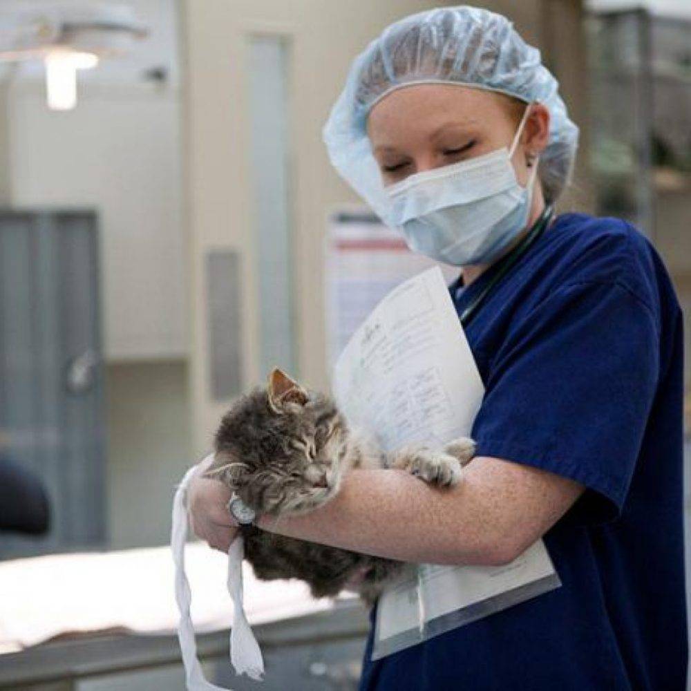 Всё, что нужно знать про стерилизацию кошек - лайфхакер