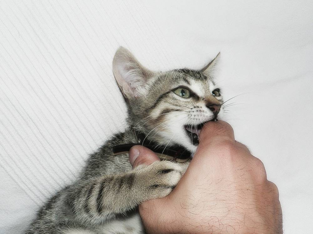 Как отучить котенка кусаться и царапаться