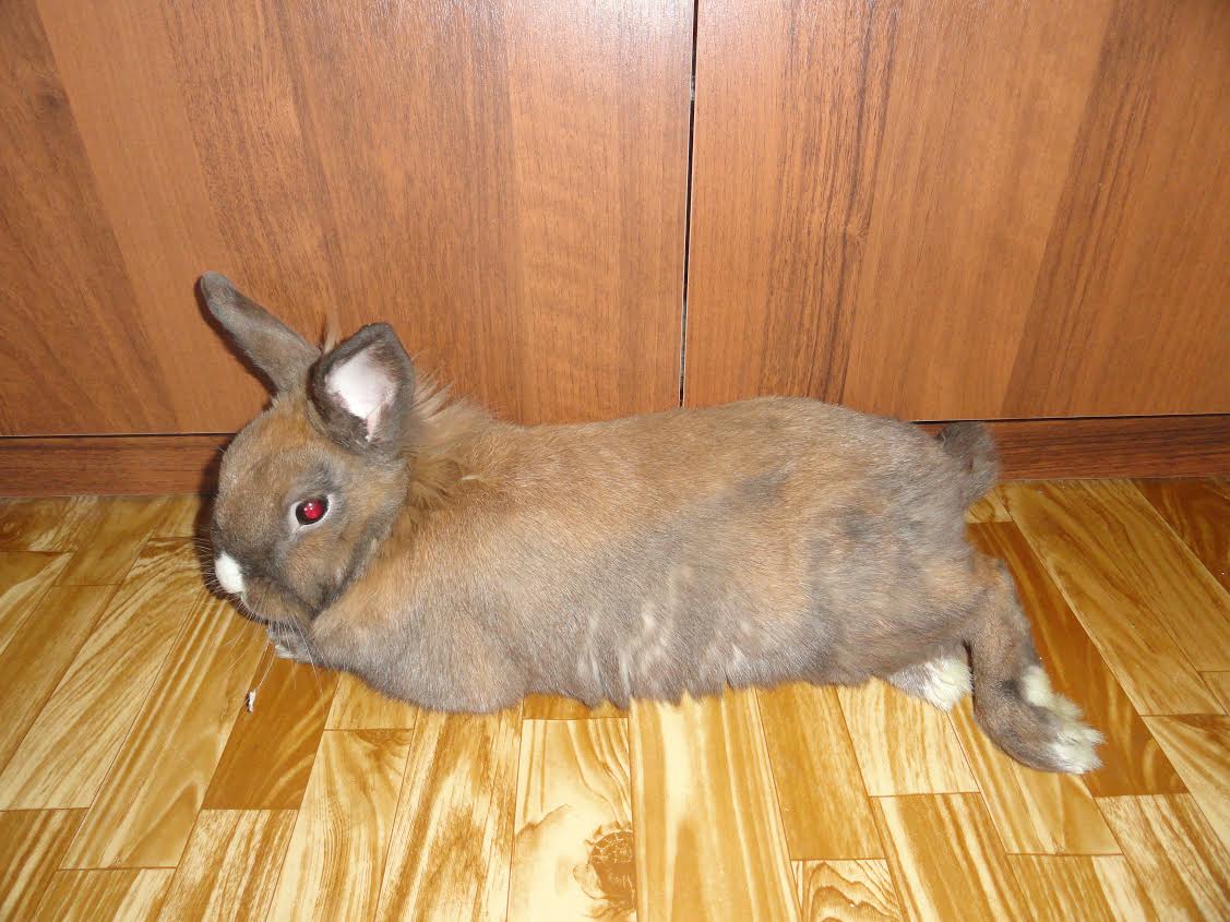Понос у кроликов и крольчат: причины, что делать, как лечить в домашних условиях - kotiko.ru