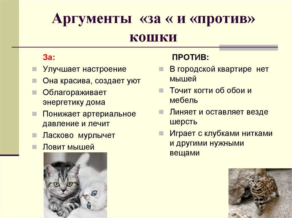 Коты не приживаются в доме - причины и что делать - kotiko.ru