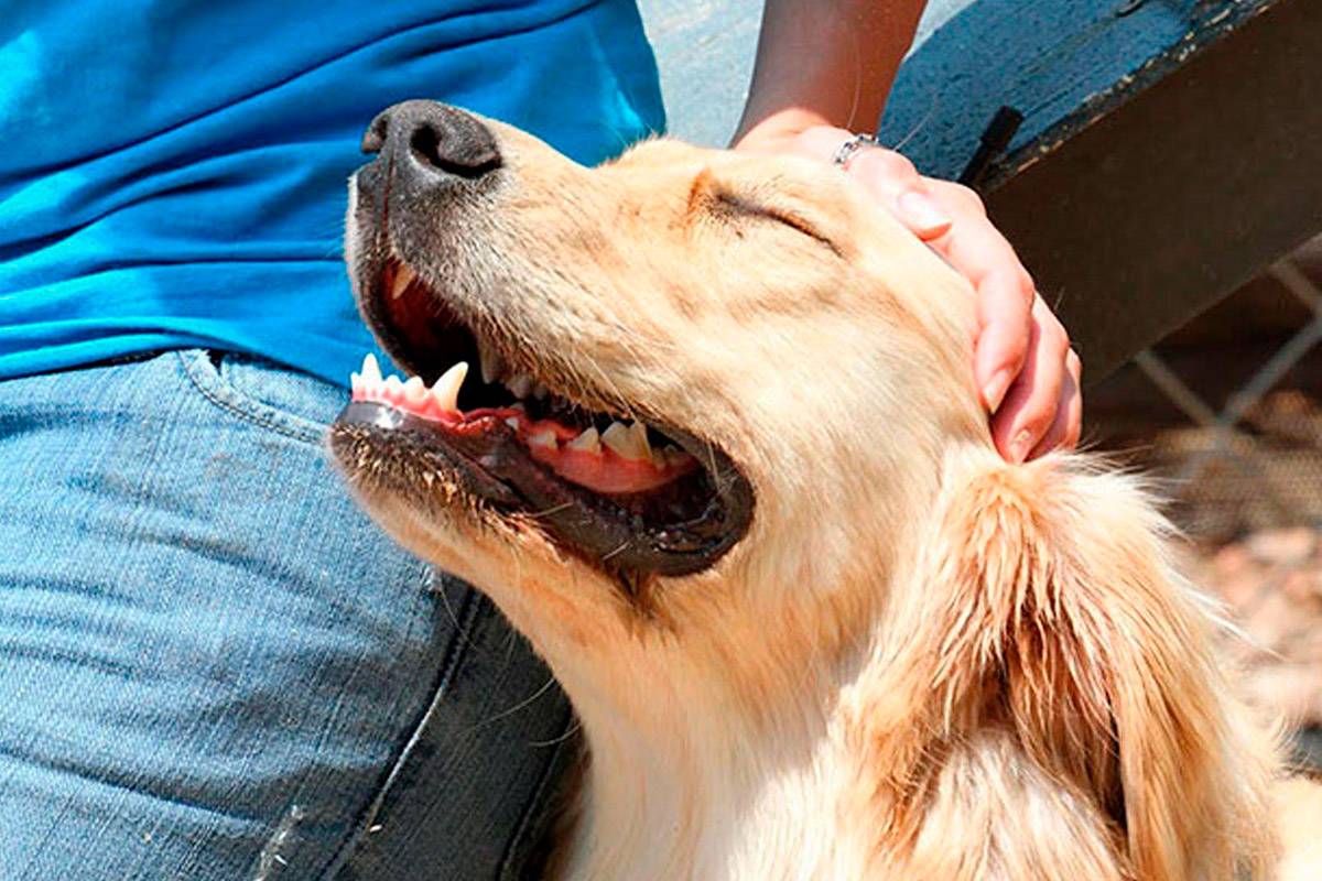 Как отучить собаку кусать руки и проявлять агрессию - про питомца