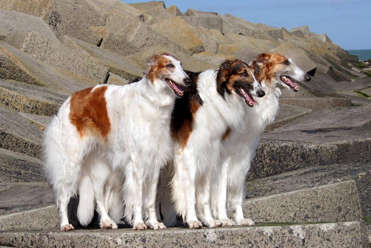 Собаки породы борзая — виды борзых и особенности ухода, их описание и фото
