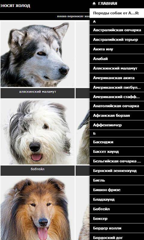 Красивые породы собак. описание, названия, виды и фото красивых собак | животный мир