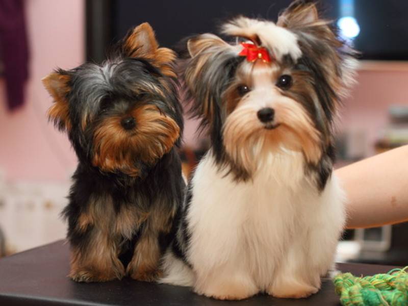 Бивер йорк-терьер: фото собак породы бивер йоркширский терьер и описание породы