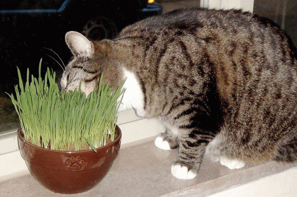 Зачем кошке нужна трава