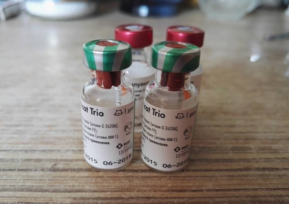 Вакцина для кошек "нобивак трикет трио": инструкция, отзывы. nobivac tricat trio