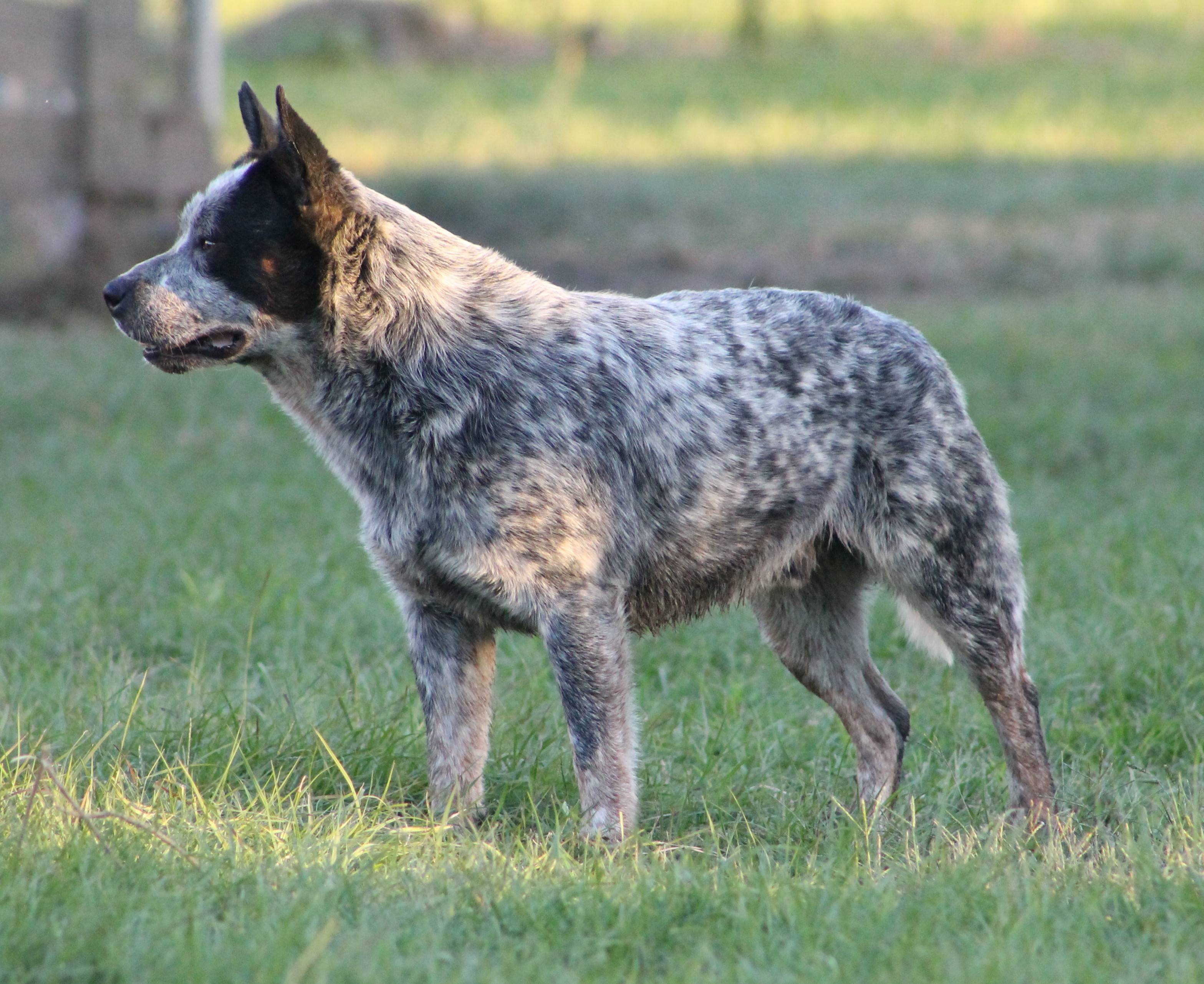 Австралийская пастушья собака: фото и описание породы