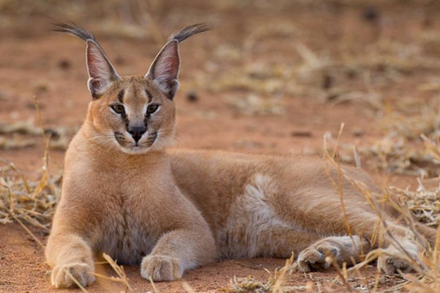 Каракал пустынная рысь: описание и фото породы, содержание и уход в домашних условиях, где купить степного кота