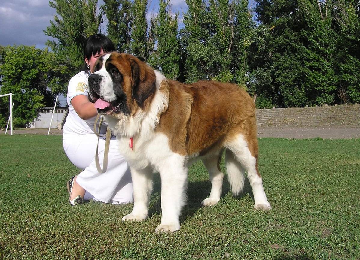 Топ 10 самых больших пород собак в мире