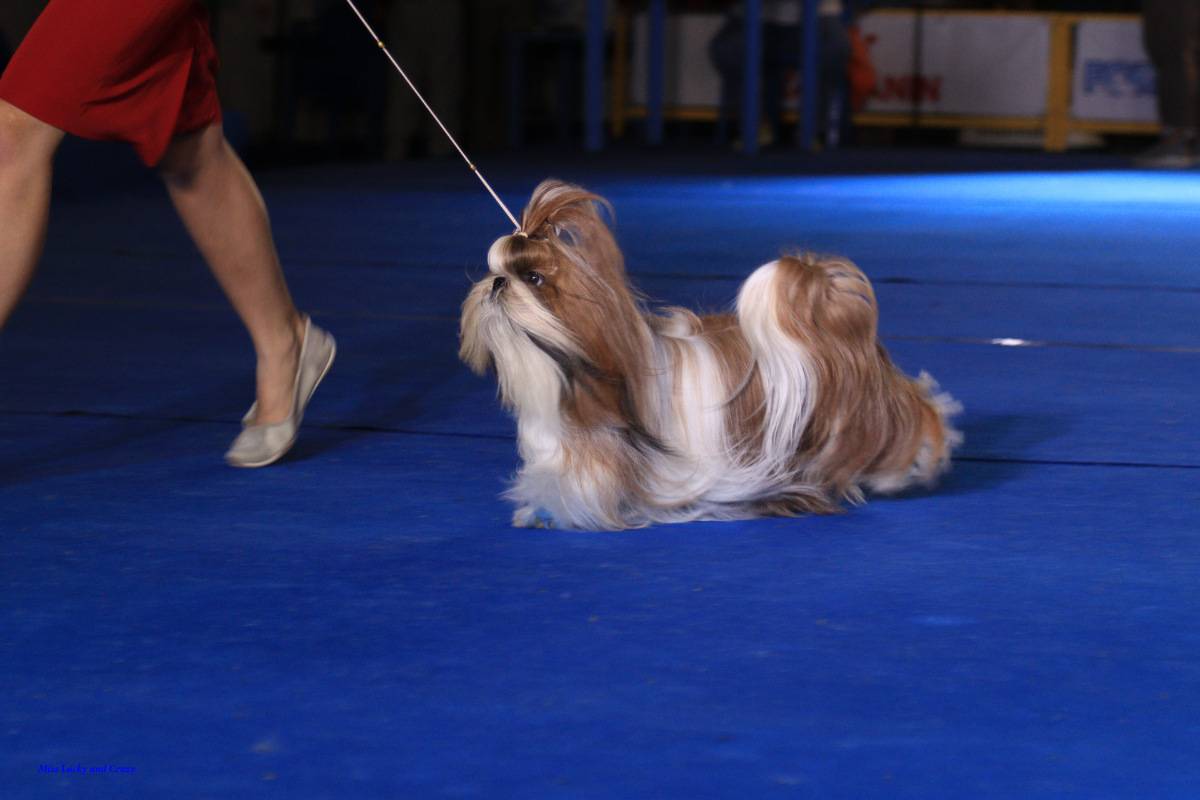 International dog show cacib – fci / интернациональная выставка собак (cacib – fci) гран при «петербург - элита 2021»