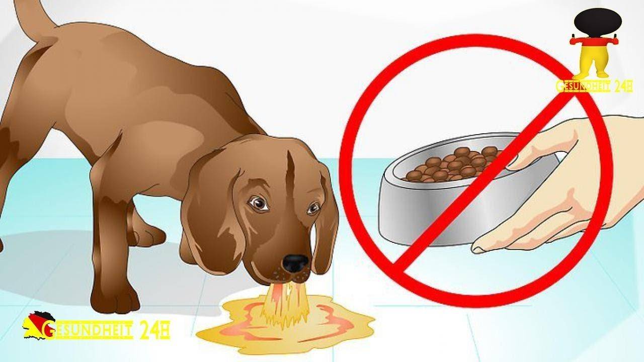 Что делать если собака гадит дома: советы и рекомендации специалиста