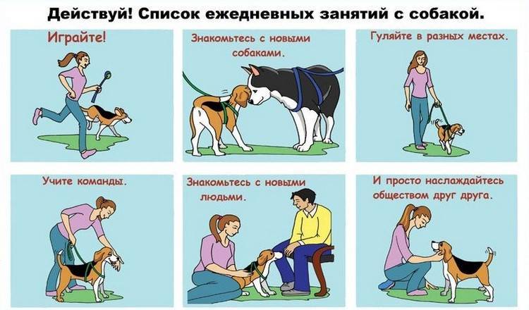 Что означает команда апорт для собаки: инструкция по обучению животного