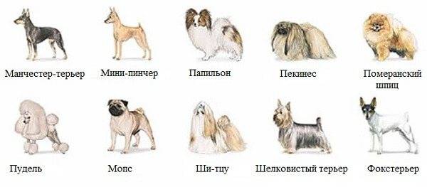 Маленькие породы собак: список представителей с фотографиями, названиями, описаниями и ценами