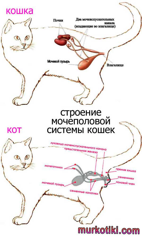 Цистит у кошек - симптомы и лечение | ветклиника берлога