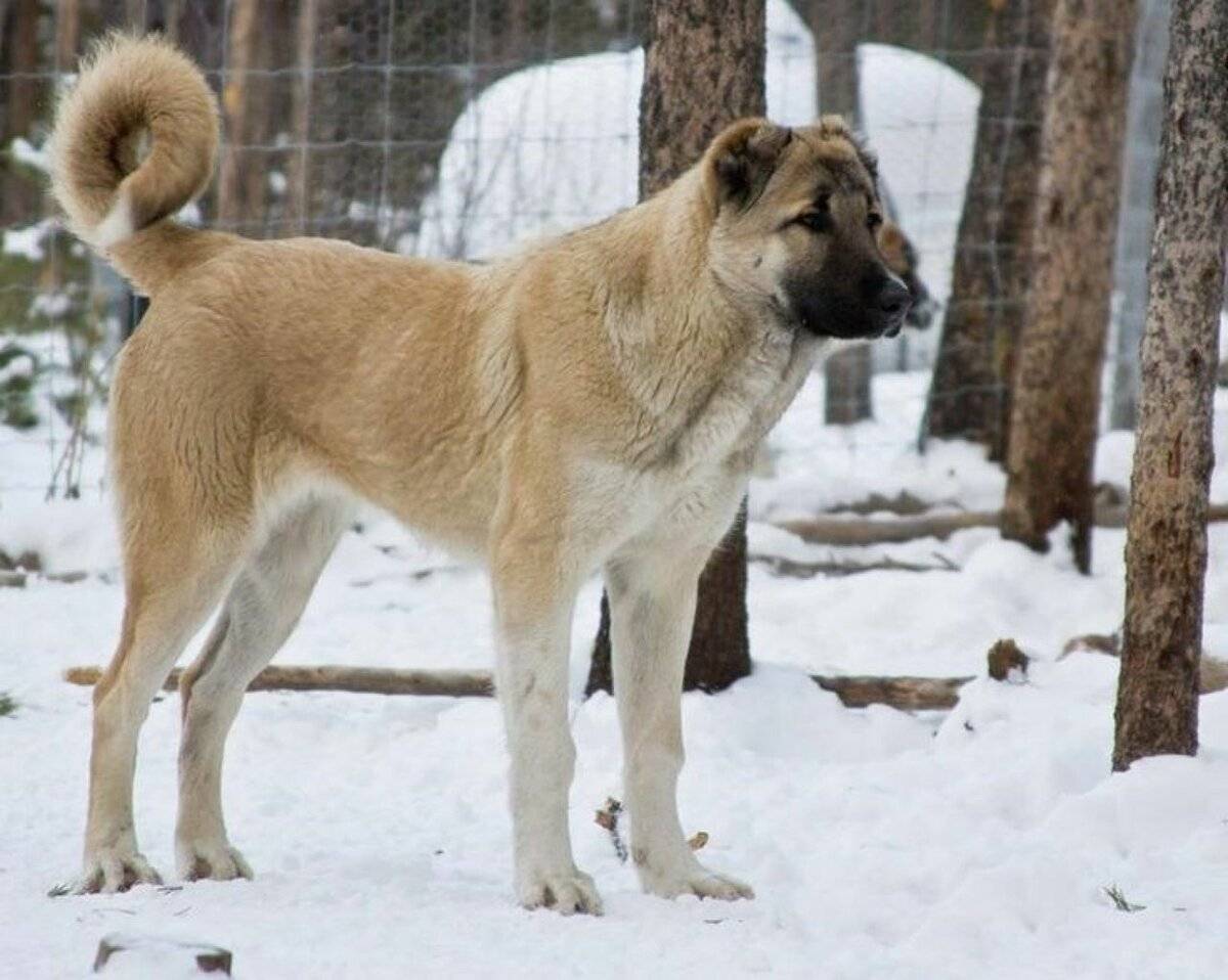Гампр (армянский волкодав): описание породы с фото и видео