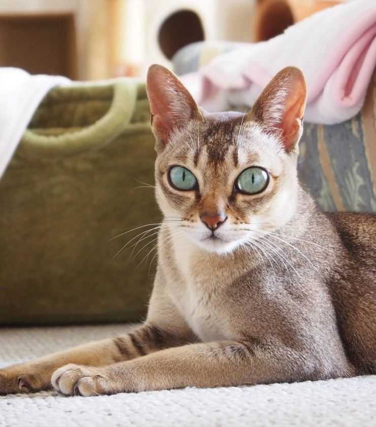 Сингапурская кошка: фото, характер, как купить сингапурского котенка