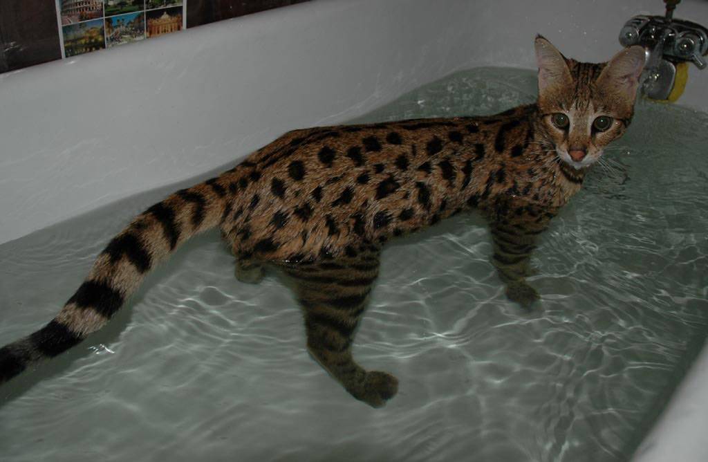 Почему все кошки и коты очень боятся воды и не любят мыться и купаться?