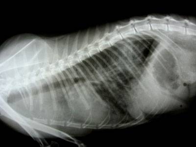 Заболевания лёгких и дыхательных путей у кошек