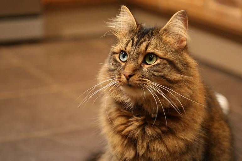 Беспородная кошка: особенности характера и поведения, уход и содержание, отзывы владельцев