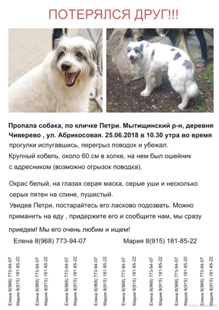 Русские клички для собак, красивые имена для щенков мальчиков и девочек на русском.
