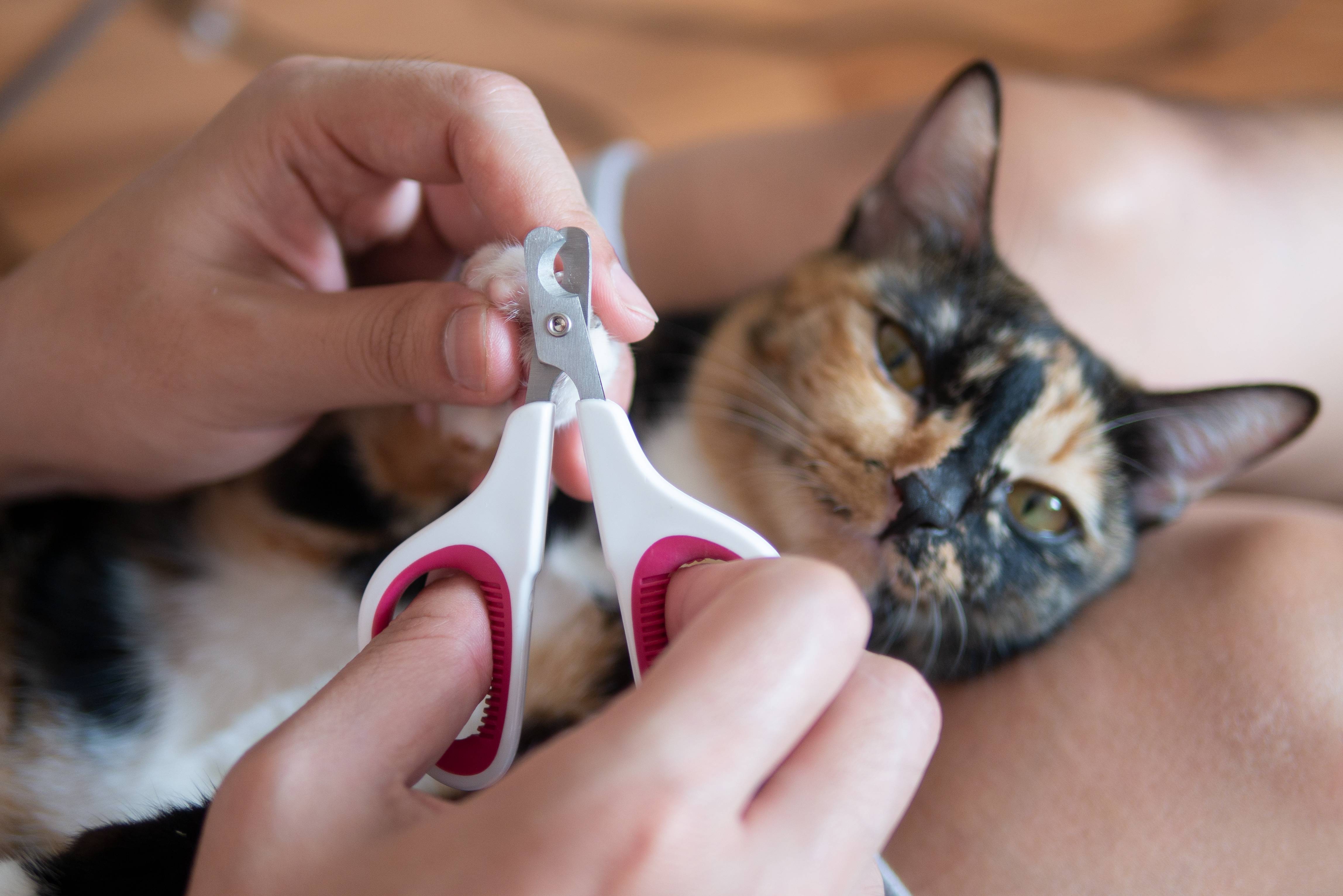 Как подстричь когти кошке если она не дается в домашних условиях