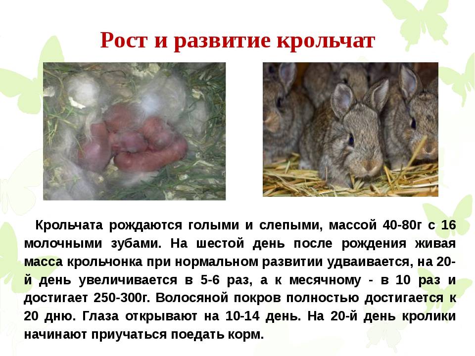 Роды крольчихи – количество крольчат за один раз? - дача круглый год