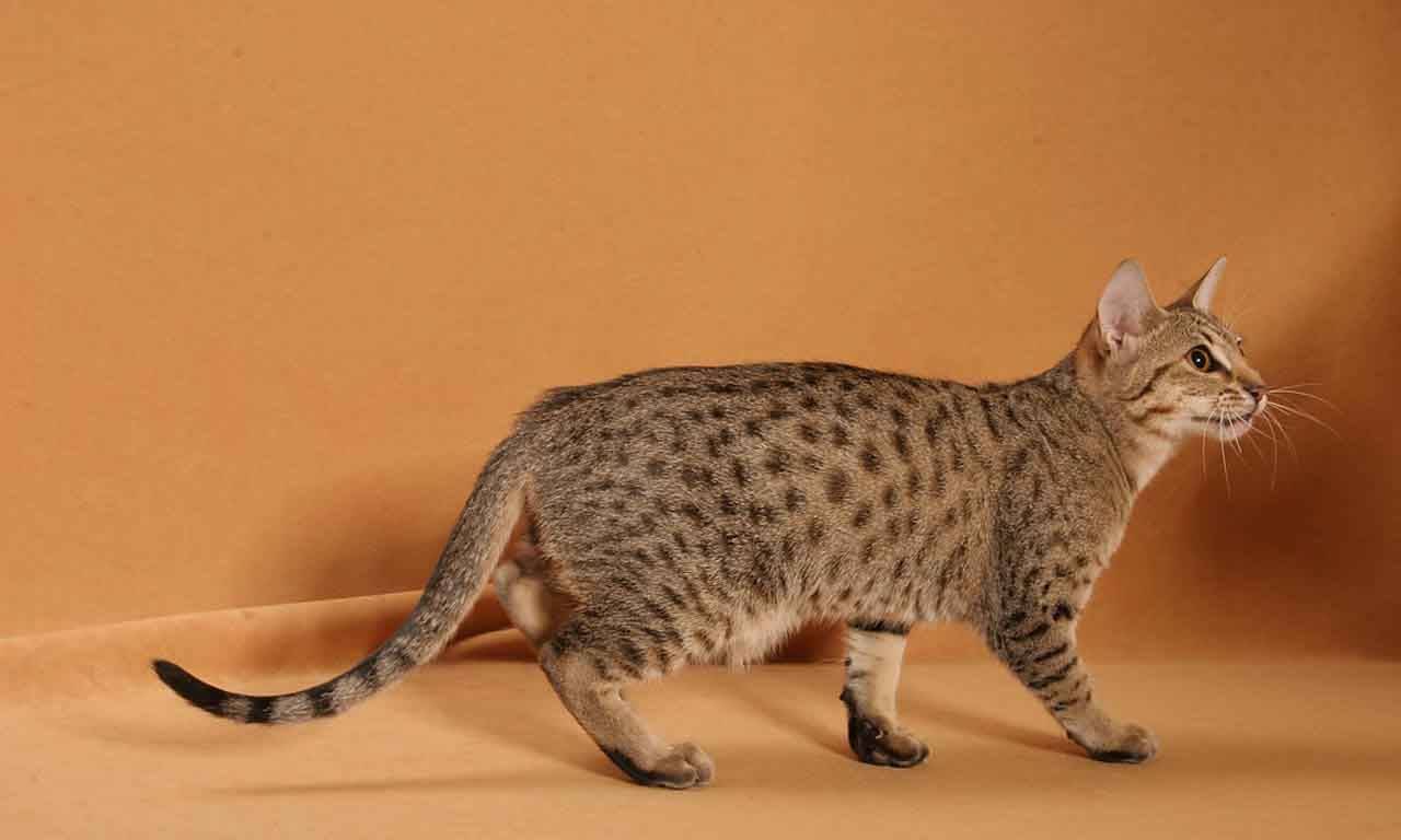 Сейшельская кошка:  грациозная восточная красавица
