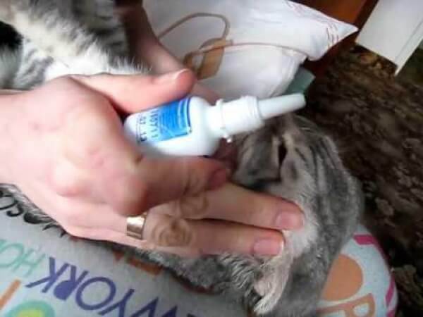 Как чистить уши кошкам: чистка в домашних условиях