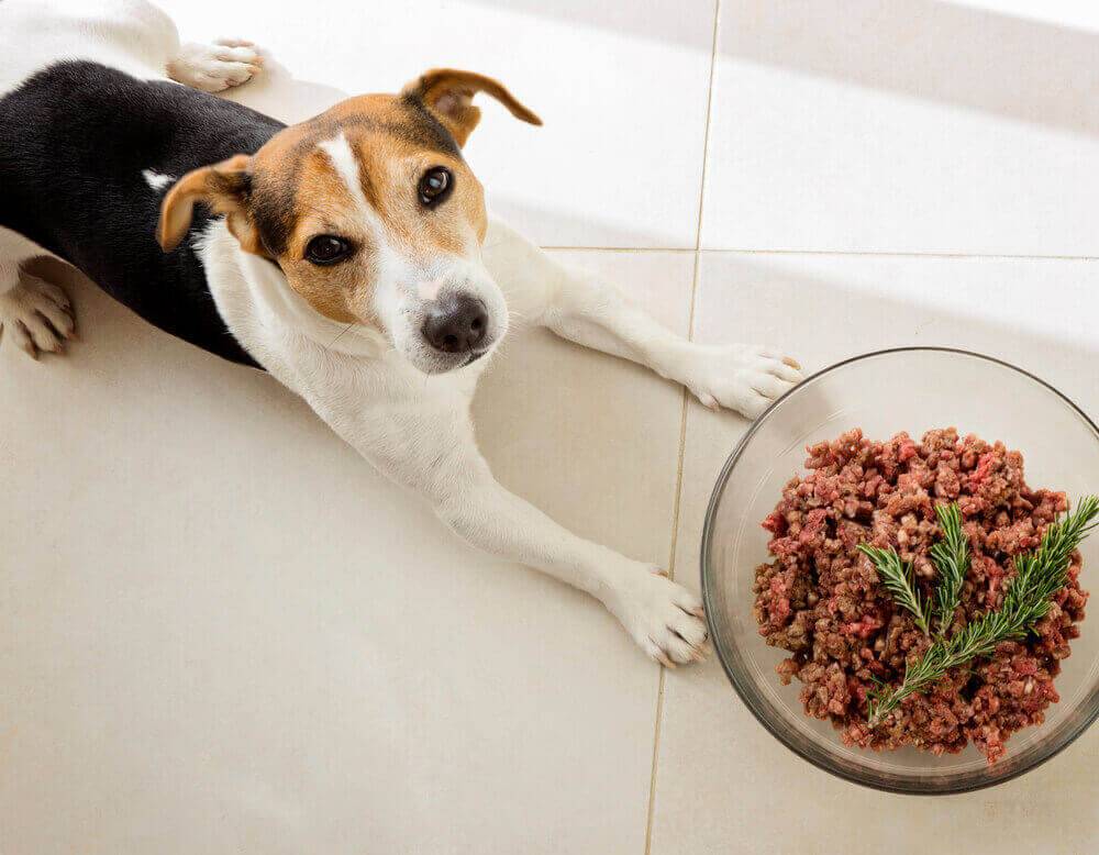 Чем кормить собаку правильно домашних условиях, каким кормом или натуральной пищей?