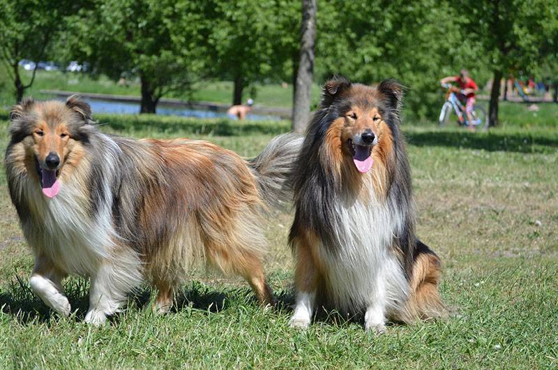 Подробное описание собак шелти: внешность и характер породы, отличия от колли