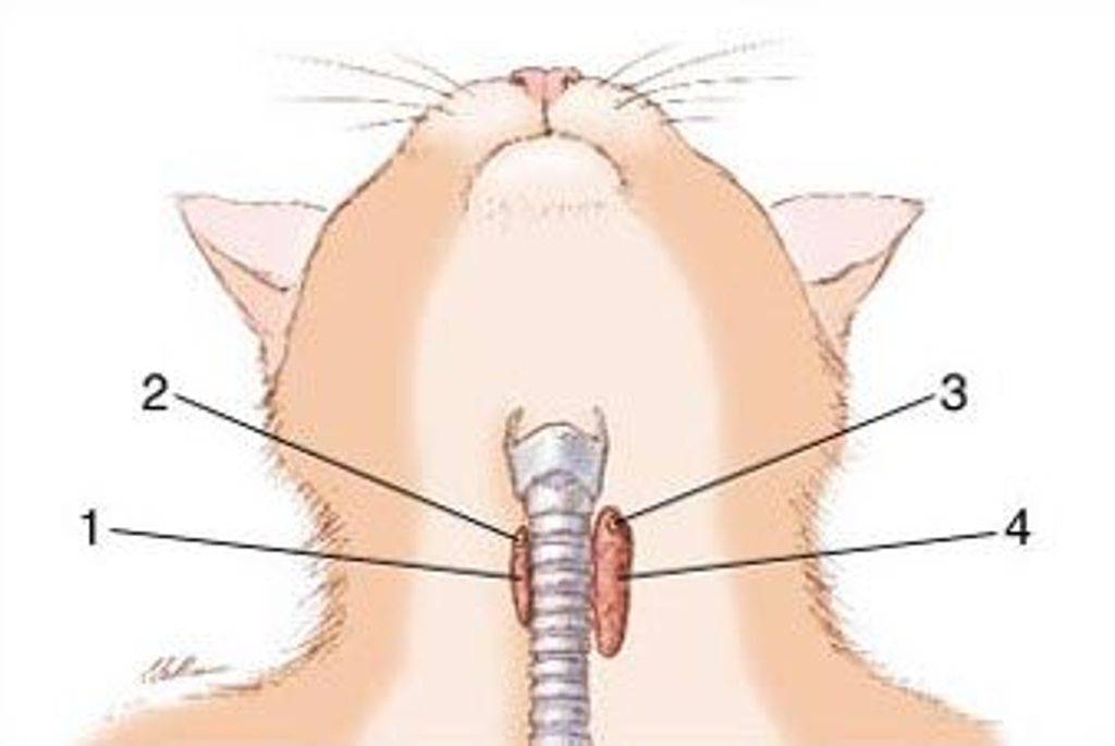 Гиперпаратиреоз у кошек: симптомы и лечение | блог ветклиники "беланта"