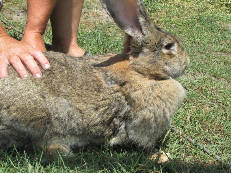Кролик фландр: описание породы и фото
