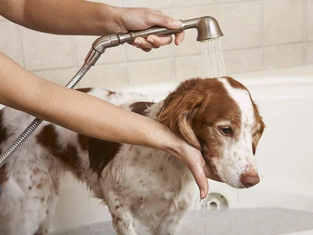 Как мыть собаку: 105 фото, правила и советы чем и как помыть собаку