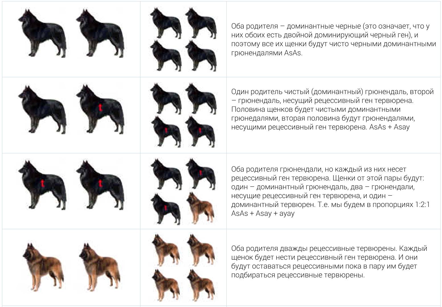 Щенки немецкой овчарки: фото по месяцам в 2, 1, 3, 4, таблица веса, также когда встают уши, как выбрать маленьких черных и других псов, до какого возраста растут?