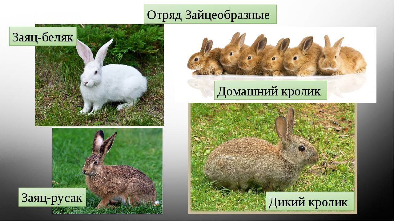 Все о кроликах: интересные факты, информация о домашних животных